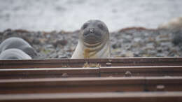 Image of South Atlantic Elephant-seal