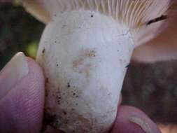 Image of Russula cascadensis Shaffer 1964