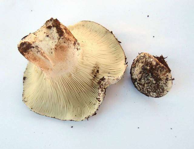 Russula brevipes Peck 1890 resmi