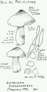 Image of Entoloma subsaundersii Largent 1994