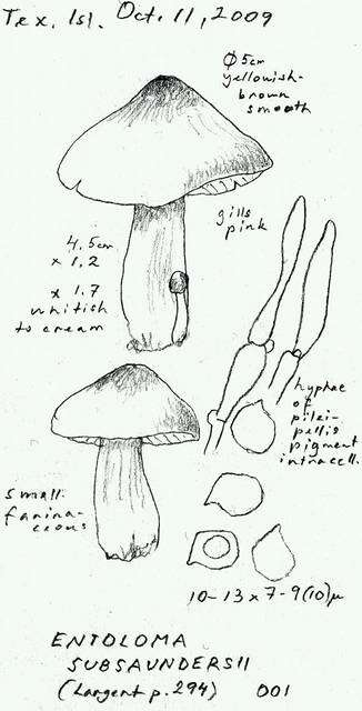 Image of Entoloma subsaundersii Largent 1994