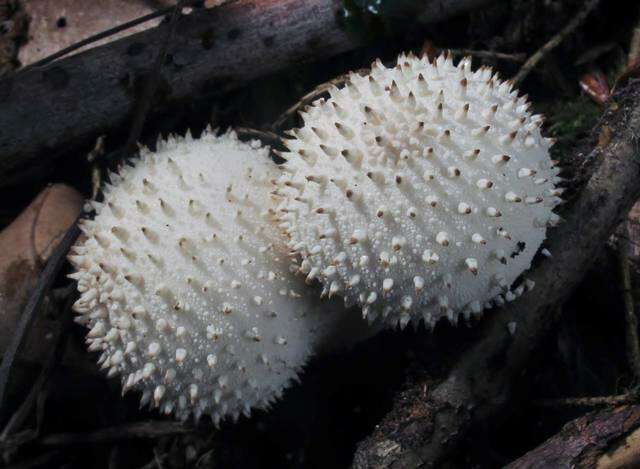 Imagem de Lycoperdon