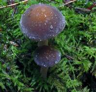 Image of Agrocybe firma (Peck) Singer 1940