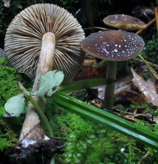 Agrocybe firma (Peck) Singer 1940 resmi