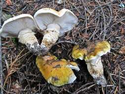 Image of Tricholoma focale (Fr.) Ricken 1914