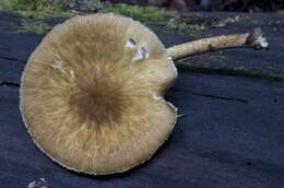 Image of Pluteus granularis Peck 1885