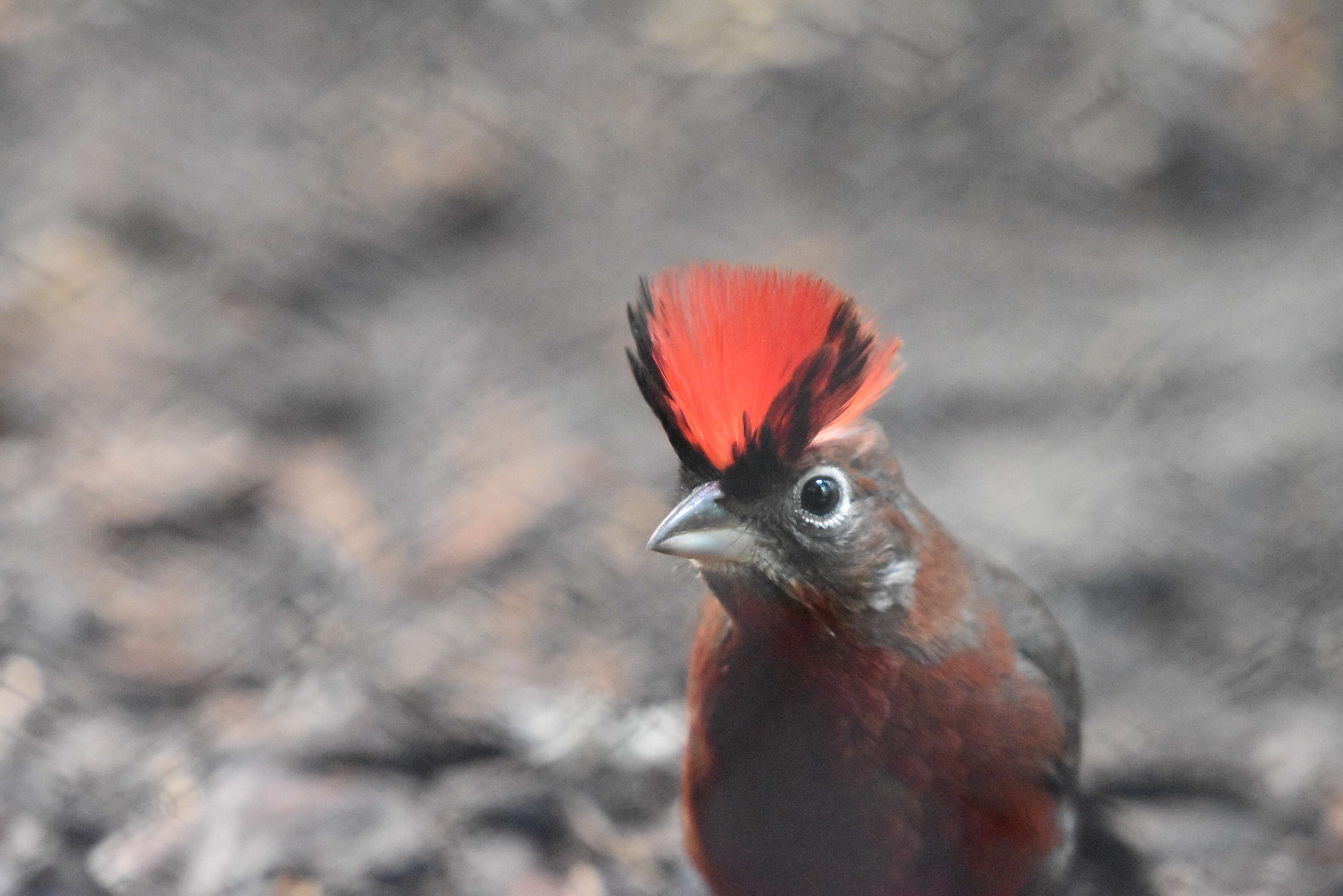 Image of Red Pileated Finch