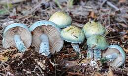 Image of Stropharia