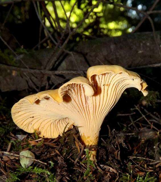 Image of Cantharellus formosus Corner 1966