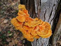 Image de Laetiporus