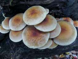 Image of Hypholoma