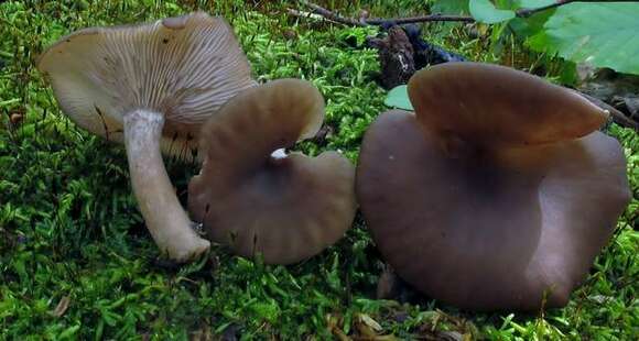 Image of Pseudoclitocybe