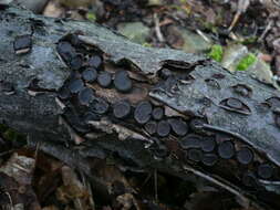 Image of Biscogniauxia marginata (Fr.) Pouzar 1979