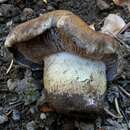 Image of Cortinarius alticaudus Reumaux 2008