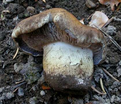 Image of Cortinarius alticaudus Reumaux 2008