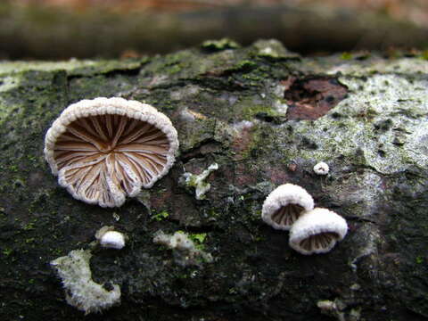 Image of Schizophyllaceae