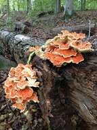 Image de Laetiporus