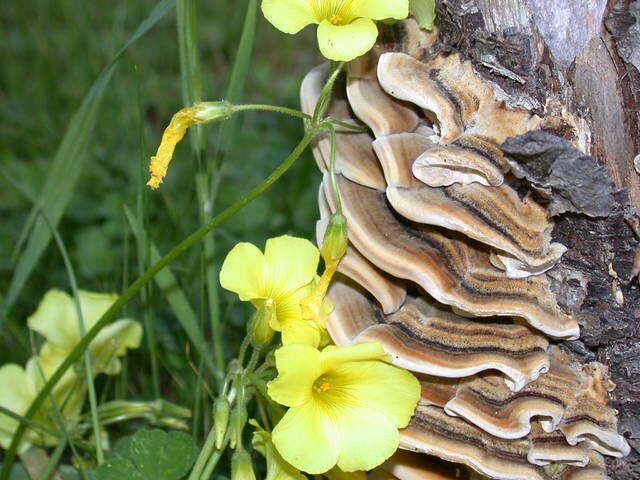 Image of Trametes