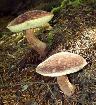 Image of Aureoboletus mirabilis (Murrill) Halling 2015