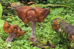 Image of Gyromitra