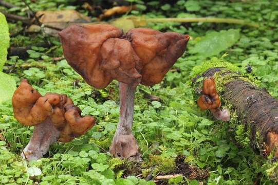 Imagem de Gyromitra