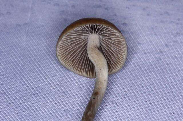 Image of Psilocybe aztecorum R. Heim 1957