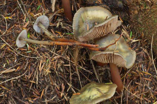 Phaeocollybia resmi