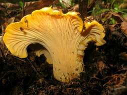 Image of Cantharellus californicus D. Arora & Dunham 2008