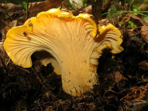 Cantharellus californicus D. Arora & Dunham 2008 resmi