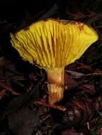 Imagem de Phylloporus