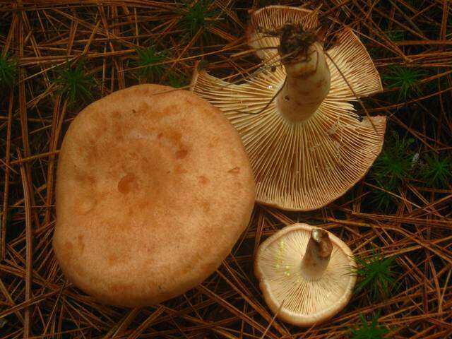 Image de Lactarius vinaceorufescens A. H. Sm. 1960