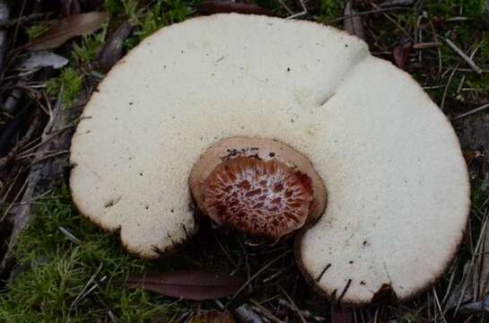 Image of Fistulinaceae