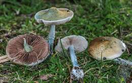 Image of Stropharia