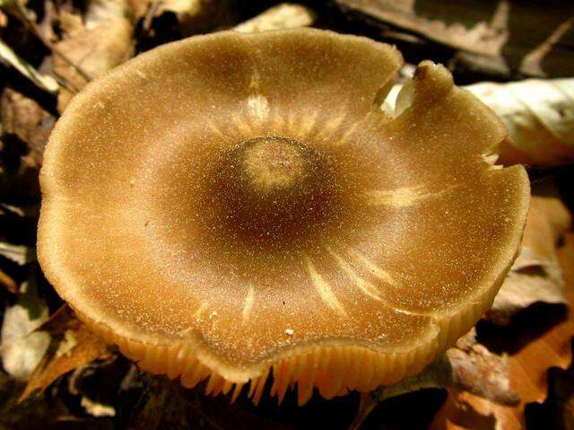 Image of Entoloma vernum S. Lundell 1937