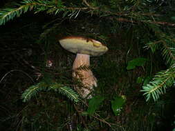 Image of Boletus