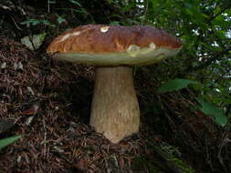 Image of Boletus