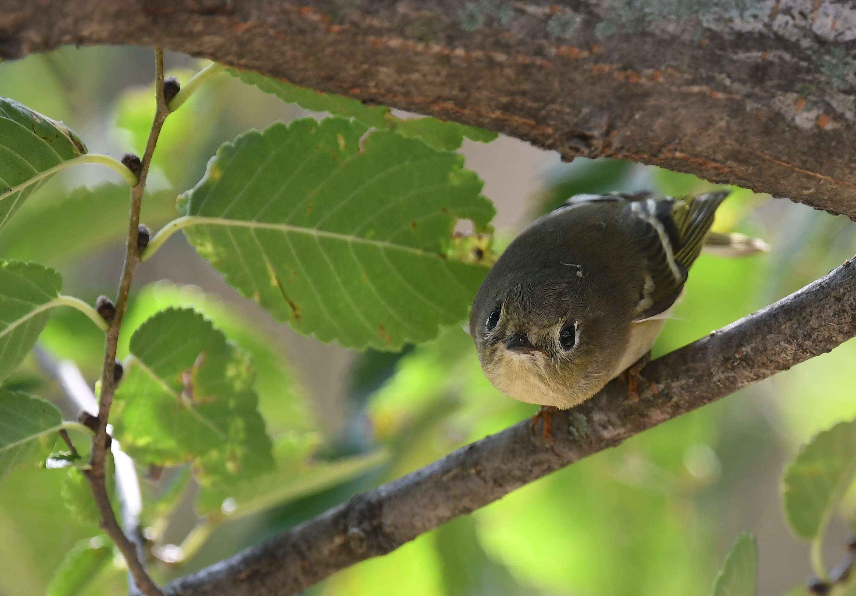 Image of goldcrests and kinglets