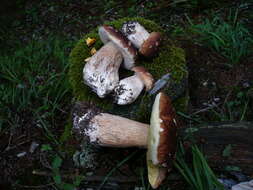 Image of Boletus