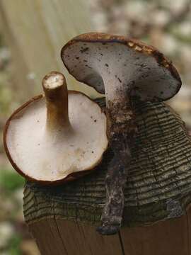 Polyporus resmi