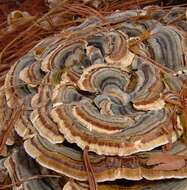 Image of Trametes