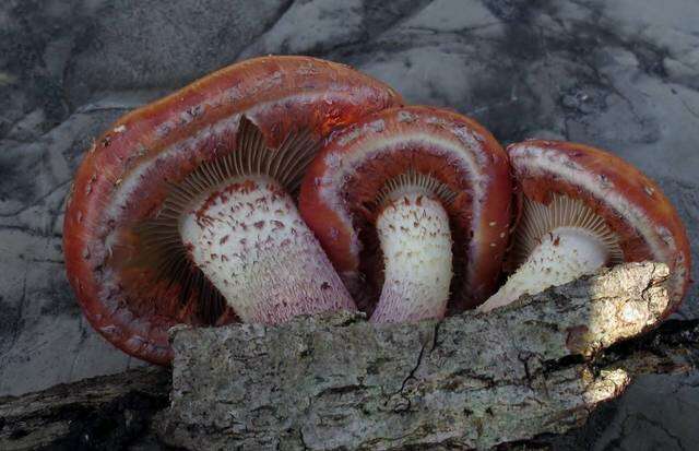 Image de Pholiota polychroa (Berk.) A. H. Sm. & H. J. Brodie 1935