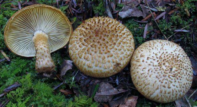 Слика од Leucopholiota