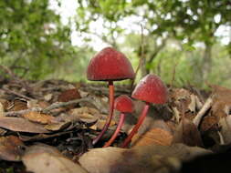 Image of Marasmius