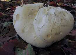 Image of Calvatia