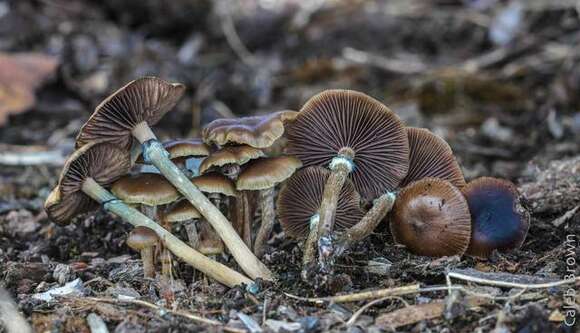 Imagem de Psilocybe stuntzii Guzmán & J. Ott 1977