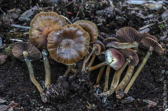 Imagem de Psilocybe stuntzii Guzmán & J. Ott 1977