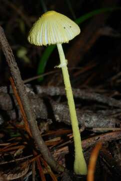 Image of Leucocoprinus fragilissimus (Ravenel ex Berk. & M. A. Curtis) Pat. 1900