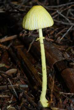 Image of Leucocoprinus fragilissimus (Ravenel ex Berk. & M. A. Curtis) Pat. 1900