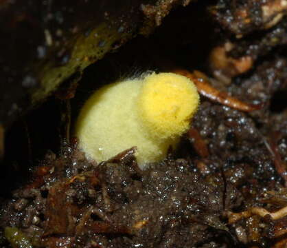 Image of Leucocoprinus fragilissimus (Ravenel ex Berk. & M. A. Curtis) Pat. 1900