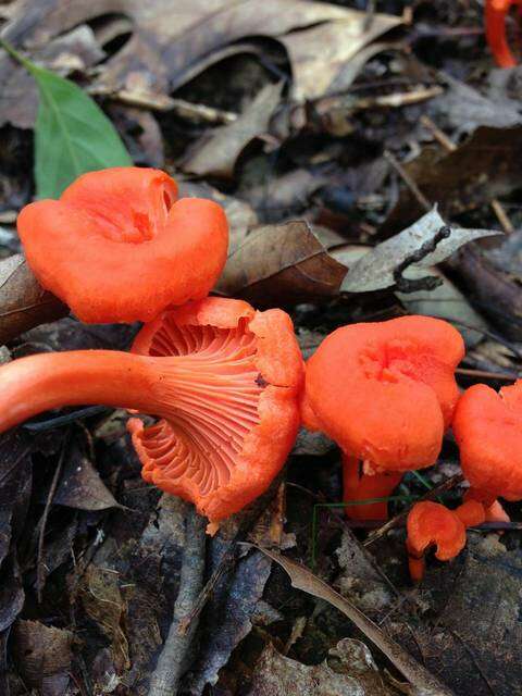 Cantharellus cinnabarinus (Schwein.) Schwein. 1832 resmi